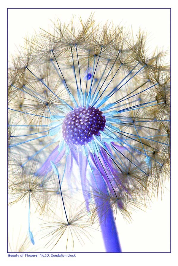 Beauty of Flowers No.10: Dandelion clock. Limited Edition Print